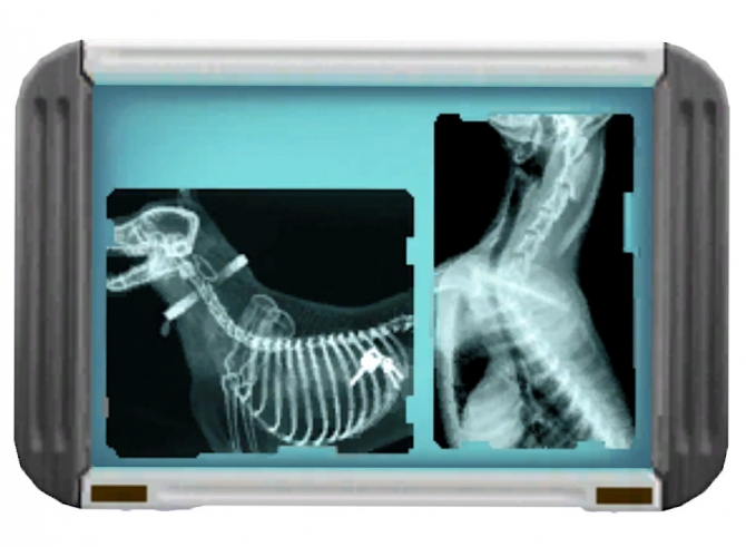 Realistic Dog X-Ray by Blue Ancolia