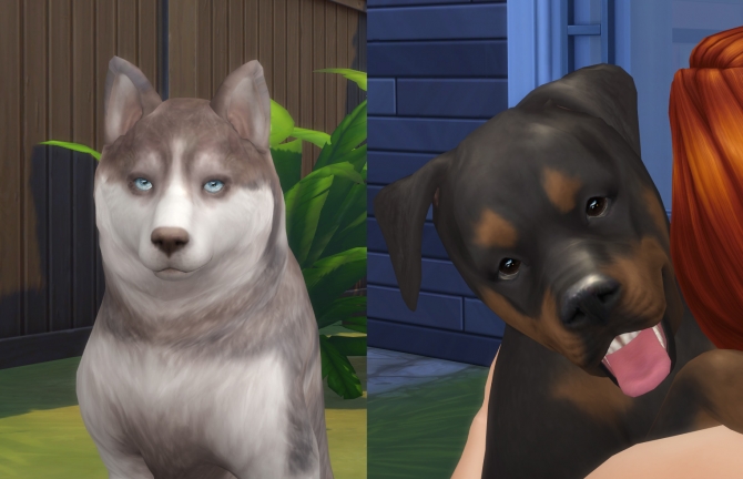 Real Eyes Cats & Dogs by kellyhb5 by Mod The Sims