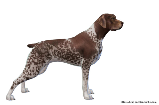 German Shorthaired Pointer Makeover at Blue Ancolia